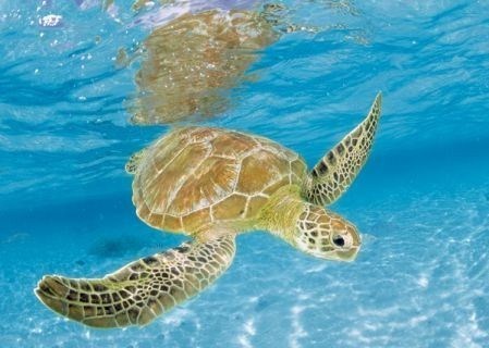 Clementoni Animals Turtle Under Sea Jigs