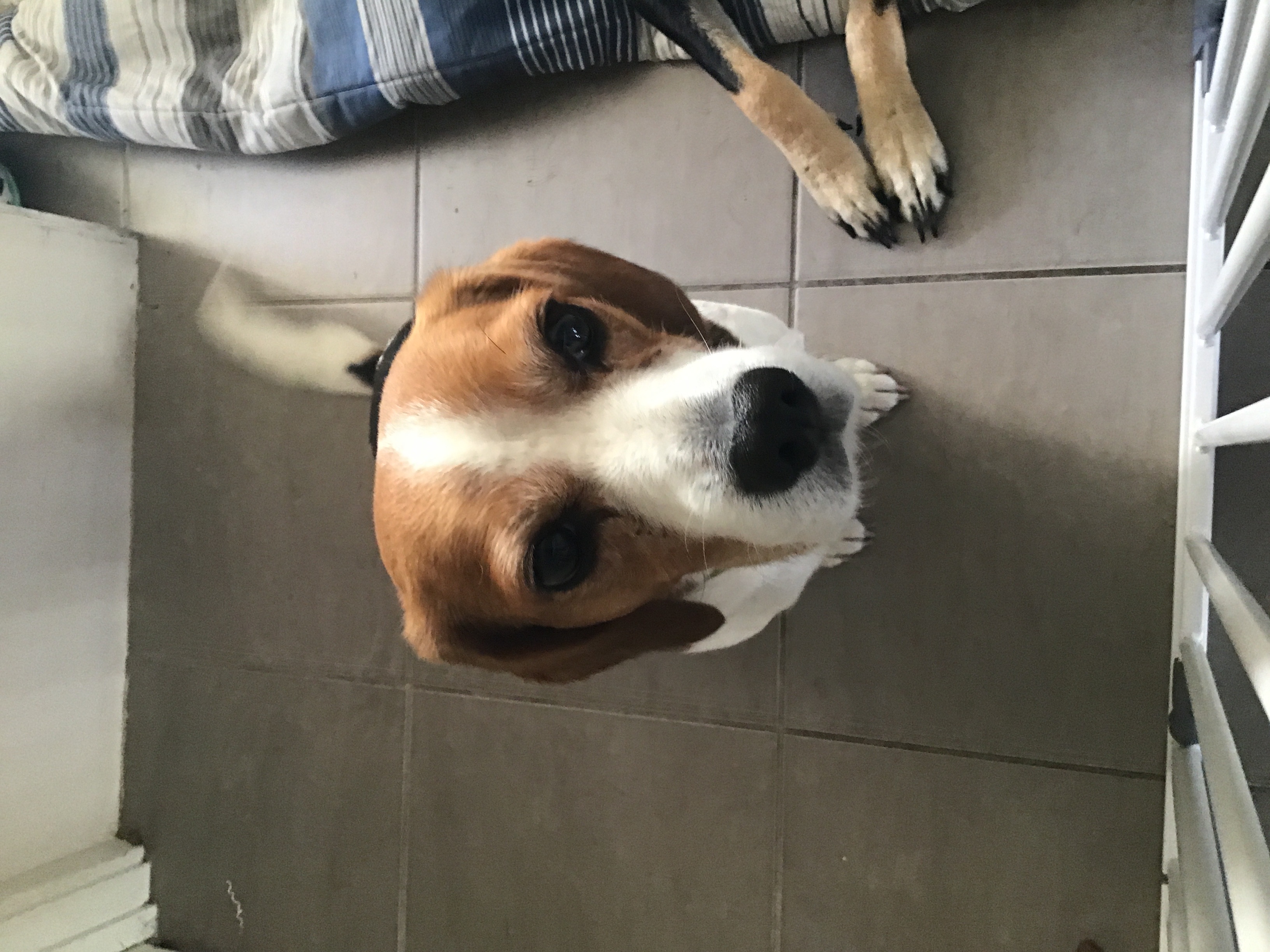 Basedow's B3 John Oscar Shiraz 2010 (6x 750mL) Barossa