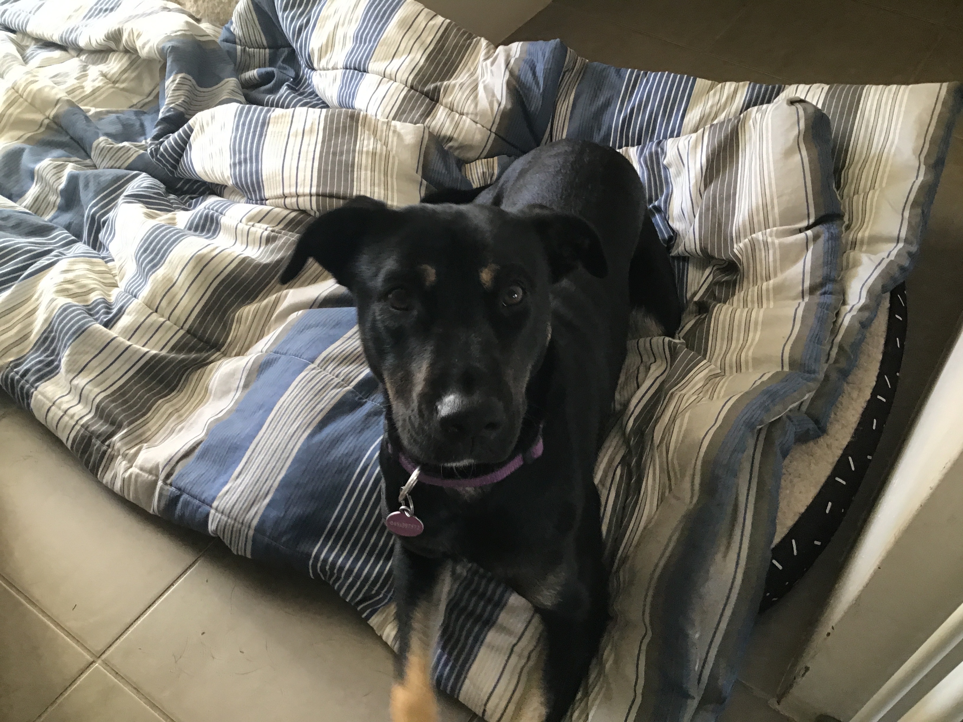 Devlin's Mount Riesling 2024 (12x 750mL) Clare Valley