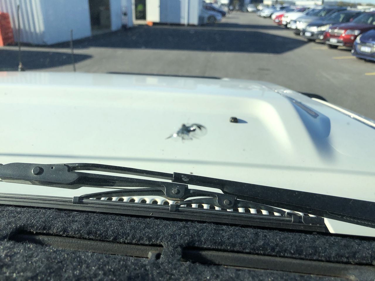 Rolex 16018 Datejust 36 Champagne Diamond Dial 18K Yellow Gold WxO