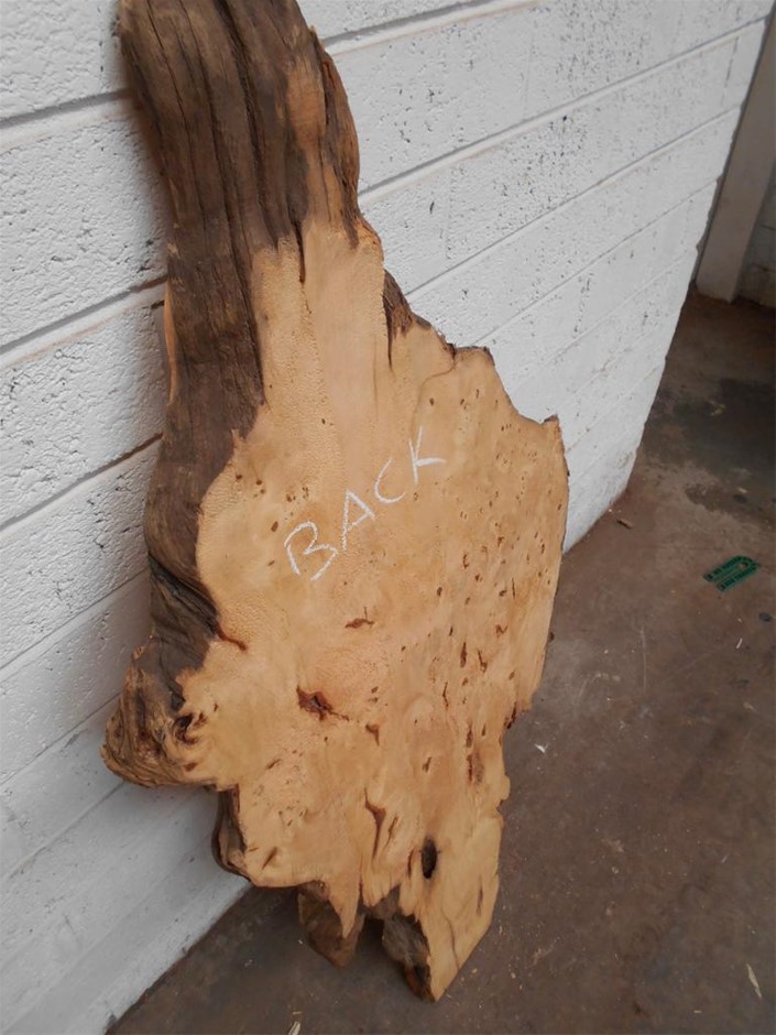 Huon Pine Burl Slice Auction (00715042437) Grays Australia