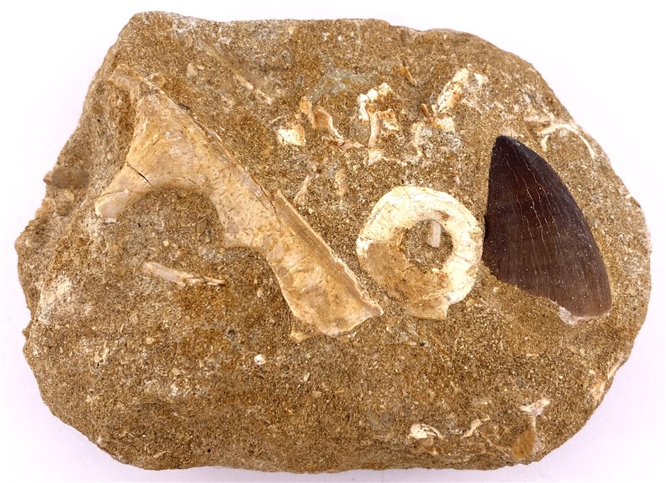 No Reserve Dinosaur Fossils & Important Natural History