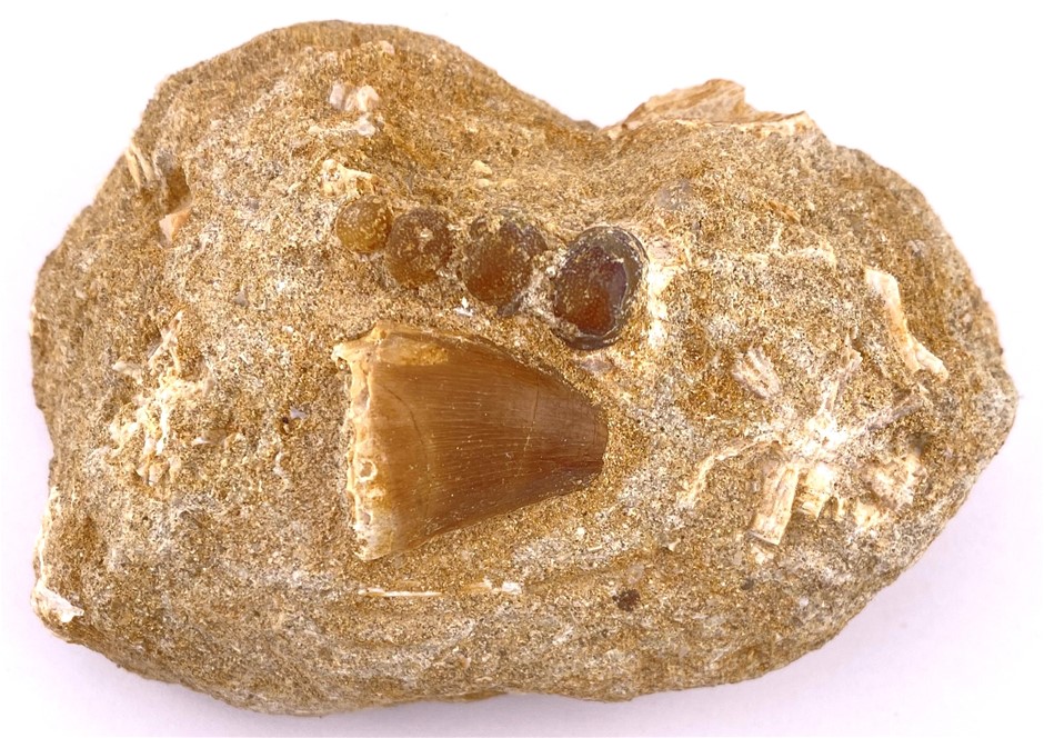 No Reserve Dinosaur Fossils & Important Natural History