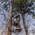 SUMMIT Treestands OpenShot SD Climbing Treestand, Mossy Oak. NB: Not in Ori