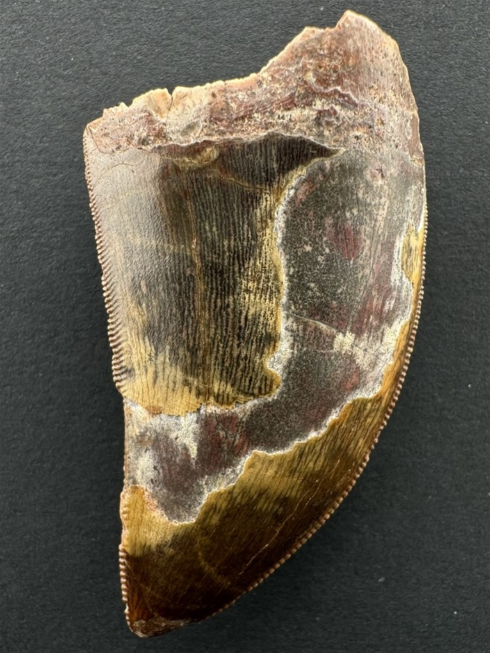 No Reserve Cretaceous Period African T-Rex Dinosaur Tooth