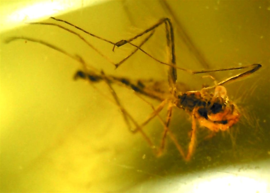 No Reserve Fossilised Baltic Amber With Prehistoric Insects