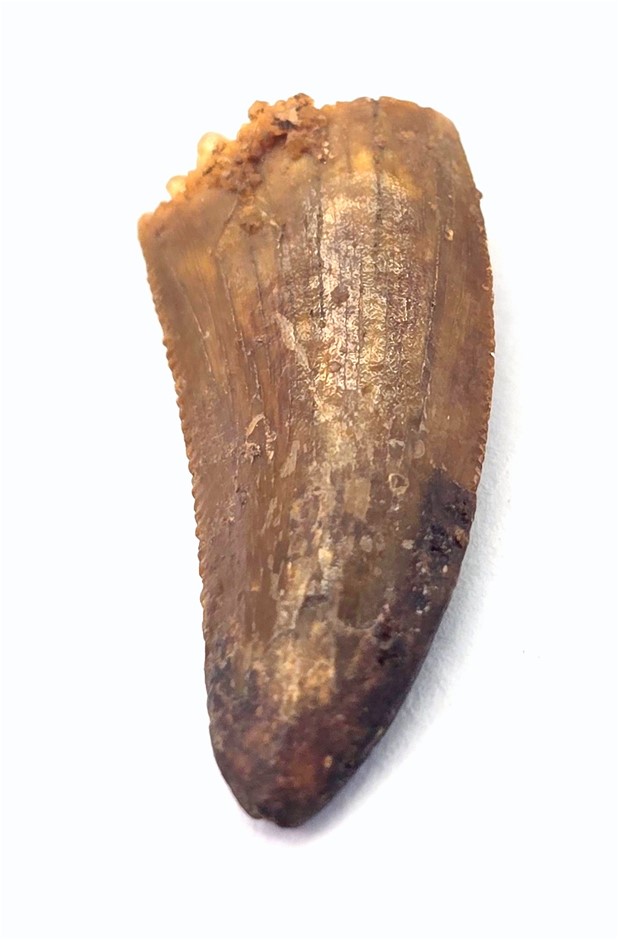 No Reserve 145-66 Million Years B.P. African T-Rex Dinosaur