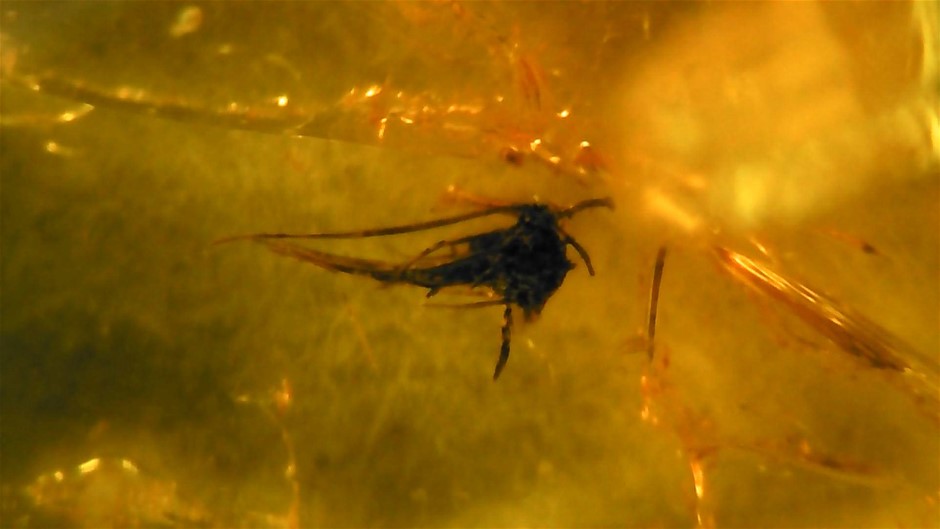 No Reserve 3-Million-Year-Old Prehistoric Insect Filled