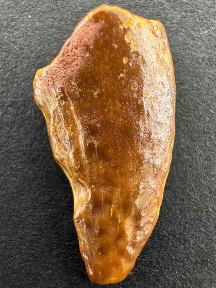 No Reserve 95-Million-Year-Old African T-Rex Dinosaur