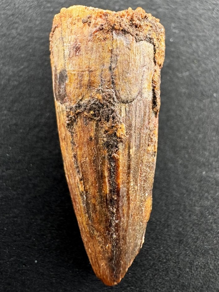 99-93.5-Million-Year-Old Spinosaurus Dinosaur Tooth Fossil