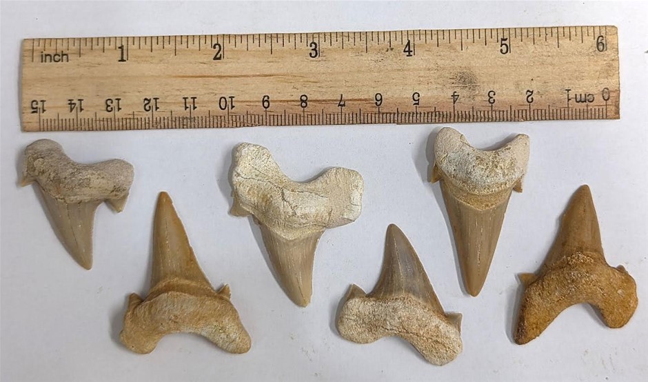 Six huge 40 million year old fossil Shark teeth from Morocco
