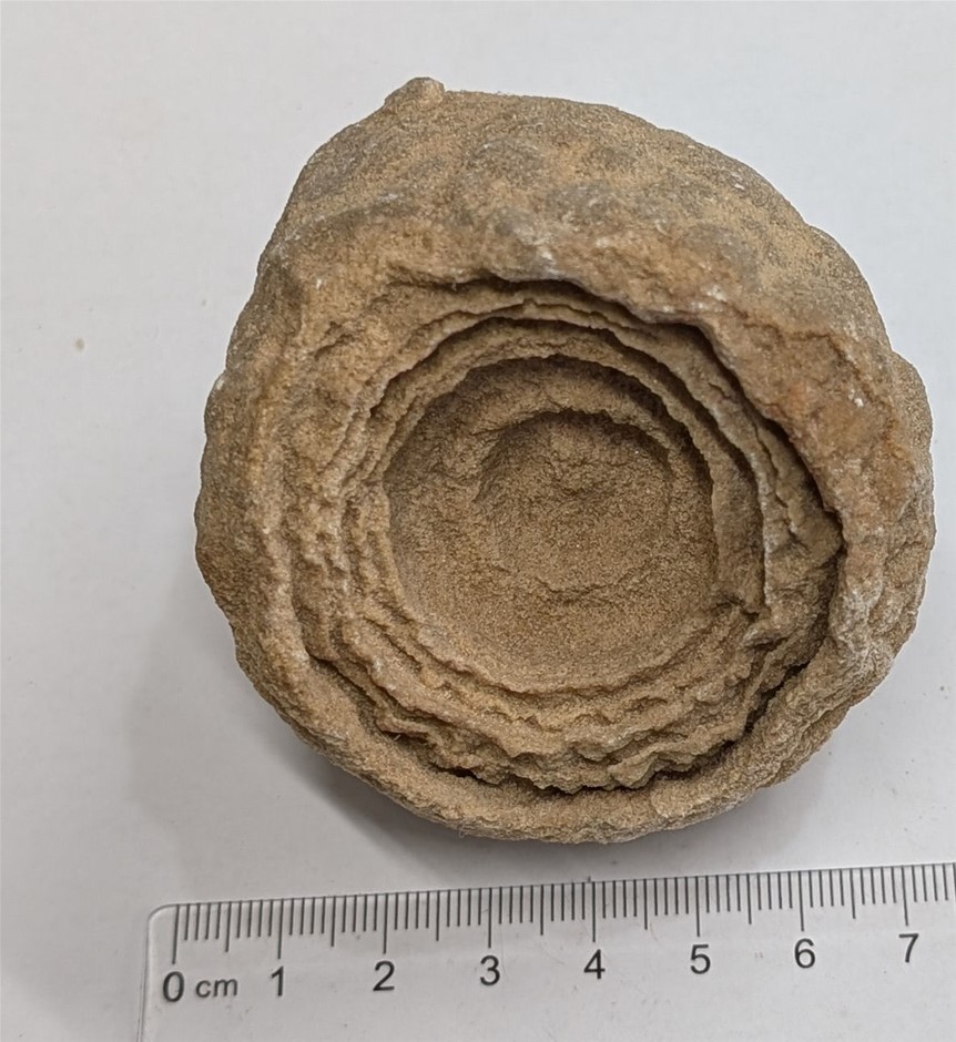 Pre Cambrian Stromatolite From Morocco - The Worlds Oldest Fossil