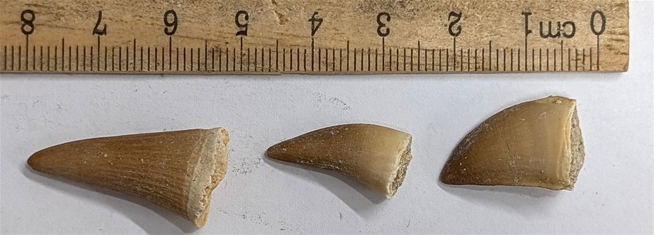 Three 70 Million year old Fossil MOSASAUR TEETH From Morocco