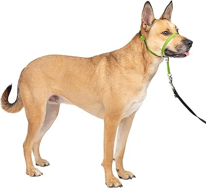 PETSAFE Gentle Leader No-Pull Dog Headcollar, Medium, Green.