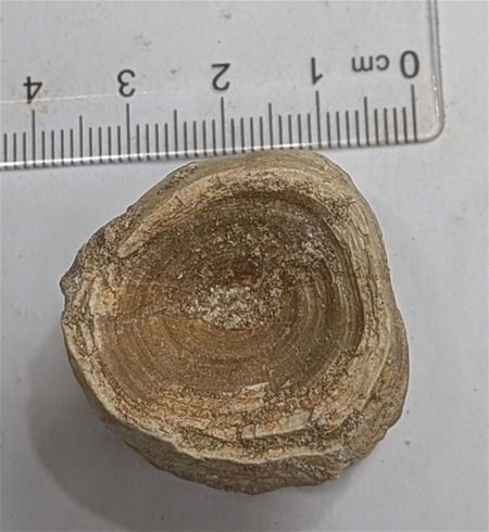 40 Million year old fossil SHARK VERTEBRAE From Morocco