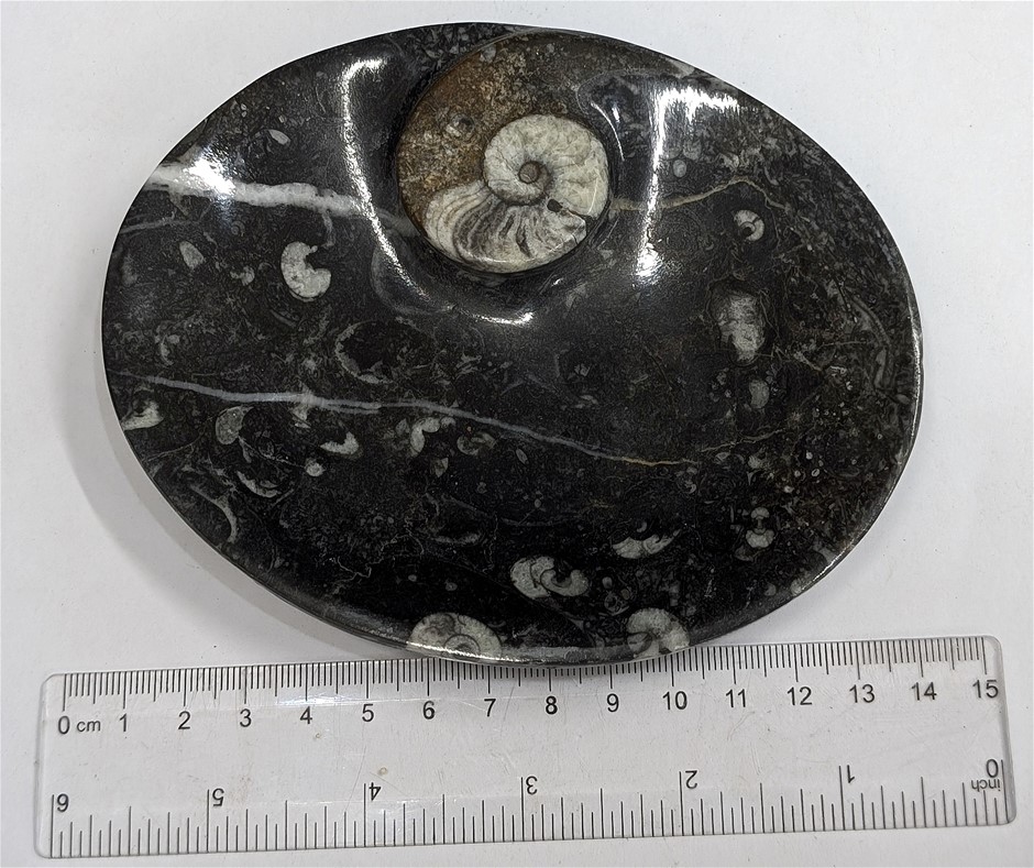 Serving Dish made from 400 million year old Fossil Filled Marble from Moroc