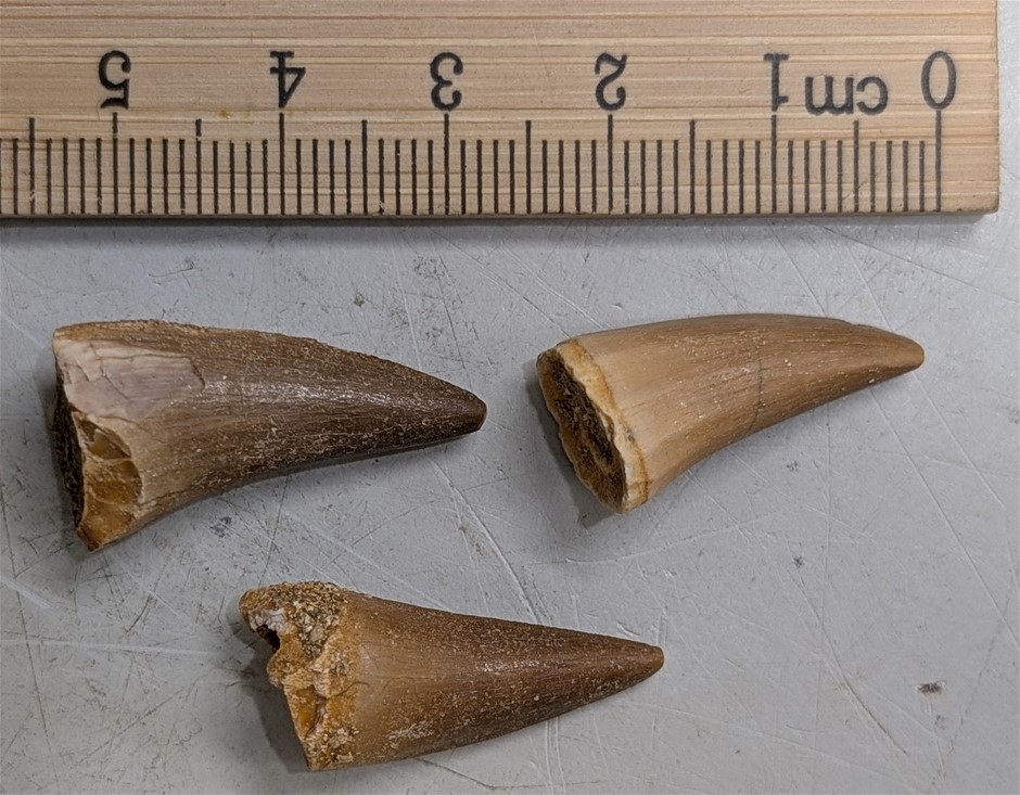 Three 70 Million Year Old Fossil Mosasaur Teeth From Morocco