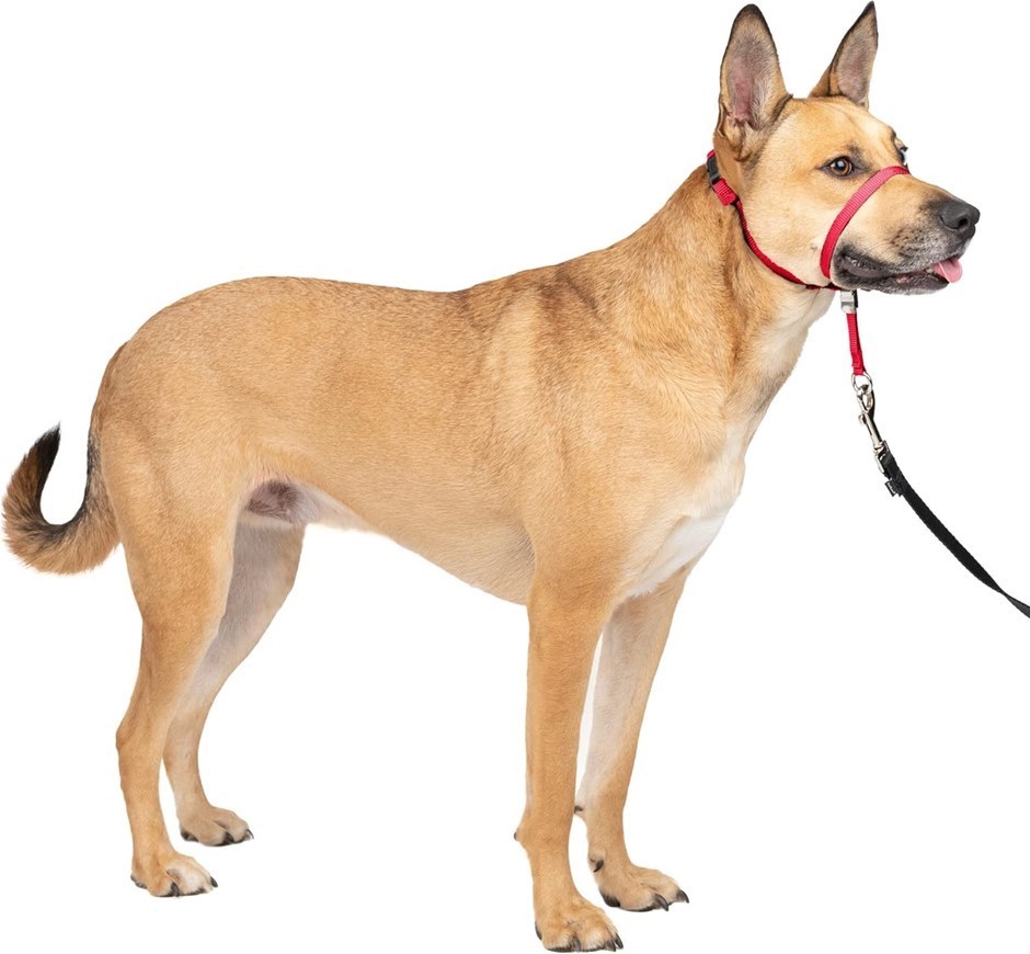 2 x PETSAFE Gentle Leader No-Pull Dog Headcollar, Size Medium, Red.