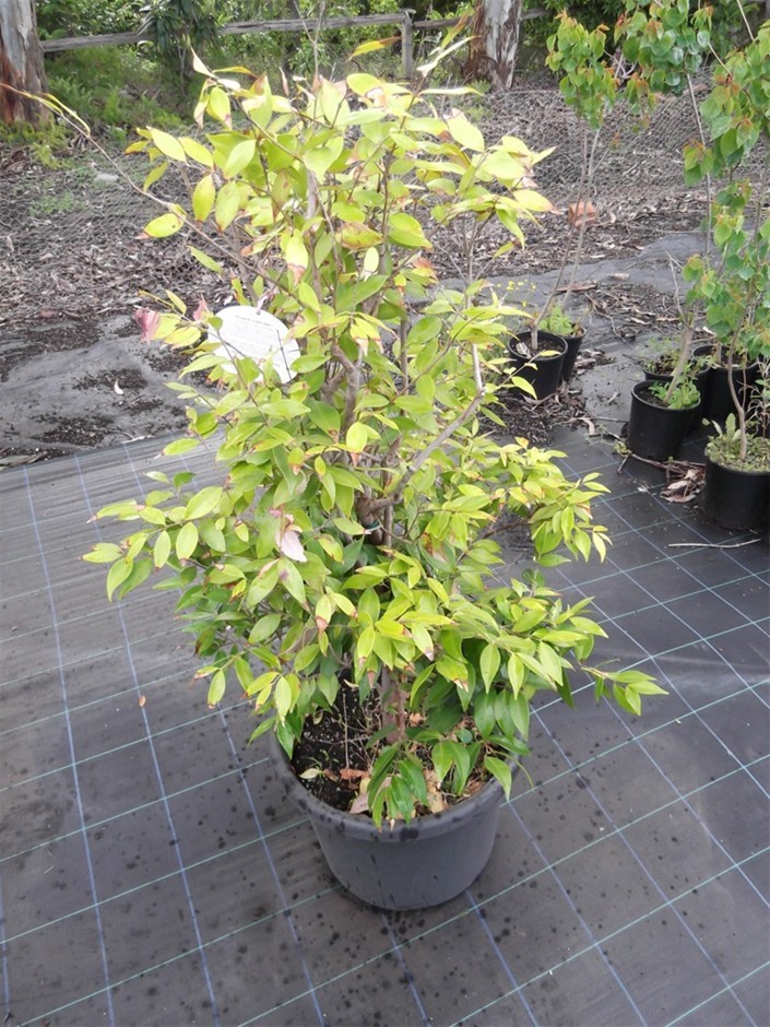 Syzygium Cascade. Lilly Pilly. Australian Native. Full Sun or Part Shade. P Auction (0118