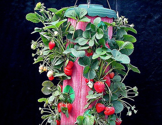 Topsy Turvy Strawberry Planter