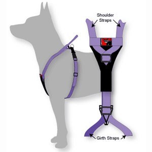 Black Dog Flyball Racing Harness Y-Front