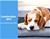 PaWz Pet Bed Heavy Duty Frame Hammock Bolster Trampoline Dog Puppy Mesh