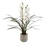 DECOR VILLA Orchid Cymbidium In Pot, 82cm, Colour: White, NB: Pot May Vary