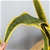 SOGA 50cm Artificial Indoor Yellow Edge Tiger Piran Fake Tree Flower Pot
