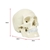 Life Size Anatomical Deluxe Human Skull Model
