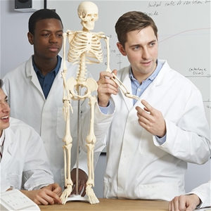 Anatomical 85cm Tall Human Skeleton w/ F