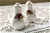 Royal Albert Old Country Roses 3-Inch Salt and Pepper Set.