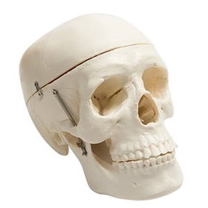 15cm Human Skull Model