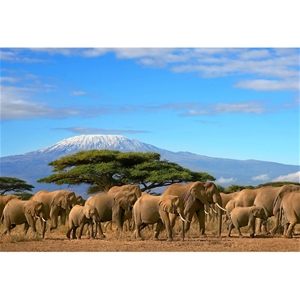 Elephants under Savannah, 75x50cm Canvas
